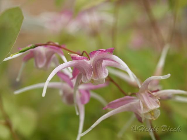 Epimedium grand Chris Norton4.JPG
